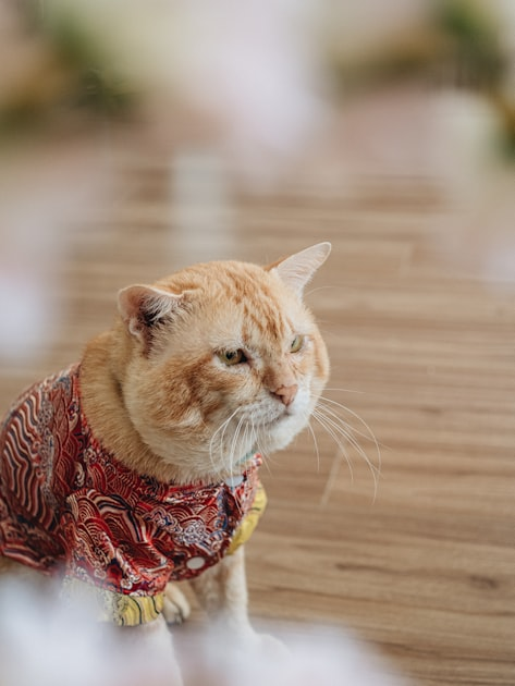 Funny Cat Videos That Will Make You Laugh