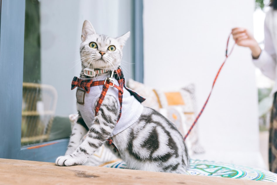 Cat Fashion Trends for 2023