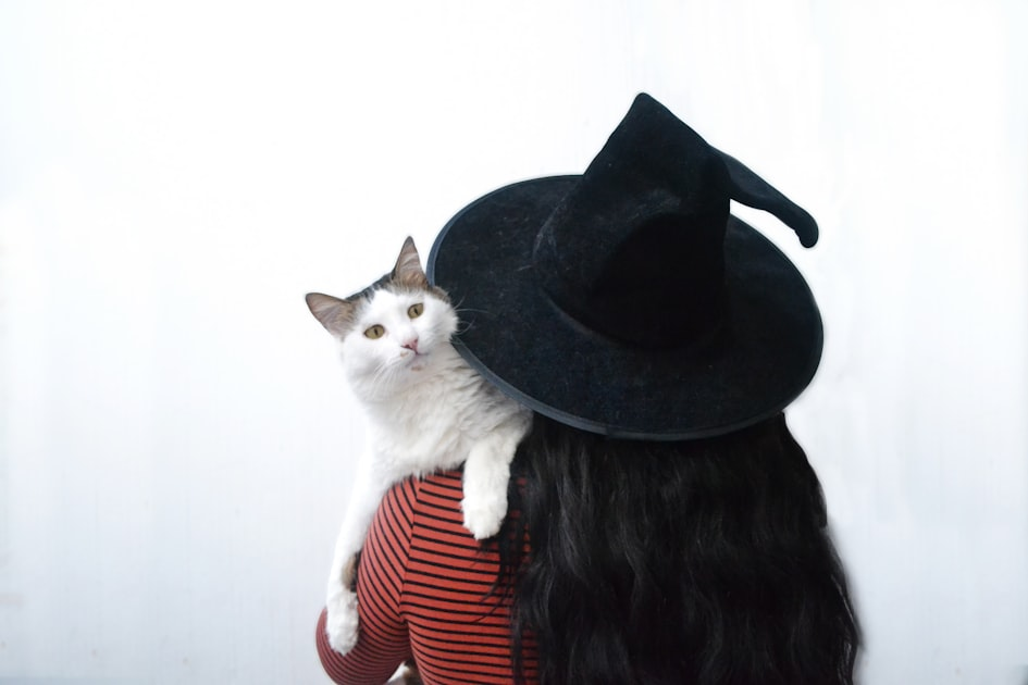 Caring for Your Cat’s Accessories