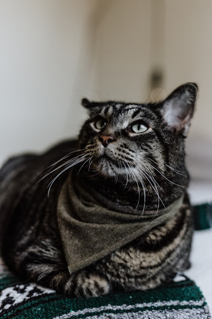 The Cutest Cat Breeds for Fashion Lovers