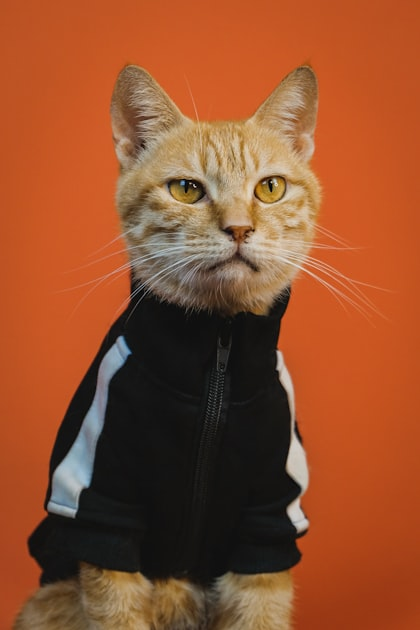 Whimsical Cat Memes to Brighten Your Day
