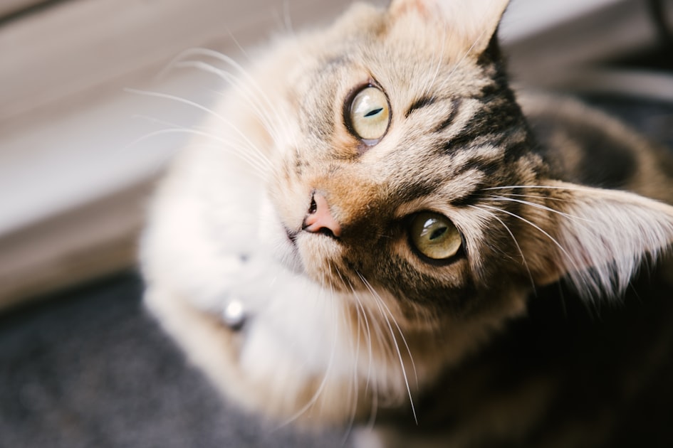 The Best Hats for Your Feline Friends